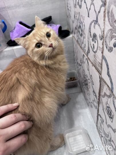 Кошечка либо кот