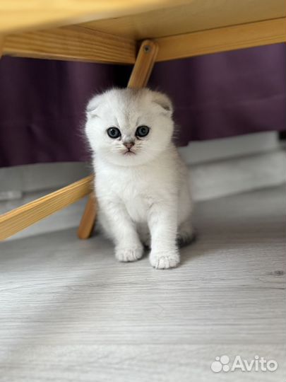 Шотландские котята