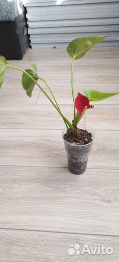 Антуриум красный
