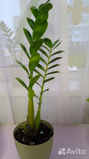 Замиокулькас