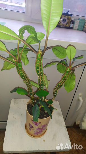 Комнатный цветок с горшком Молочай беложилковый