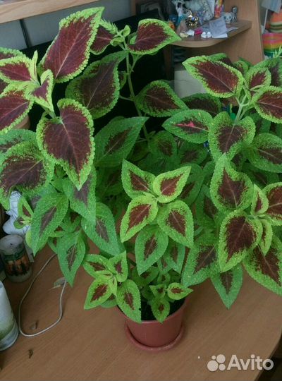 Цветы для дома и дачи