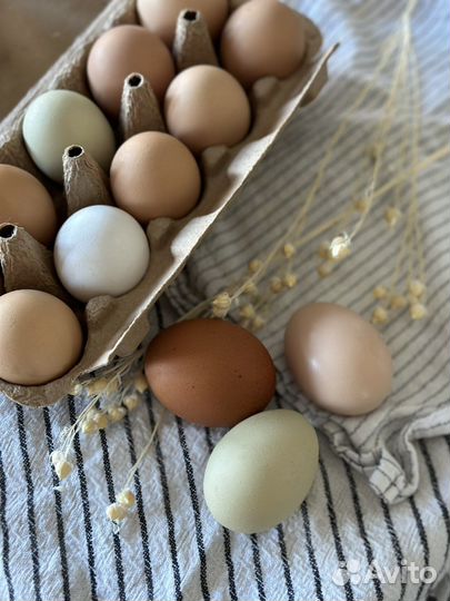 Домашние куриные яйца