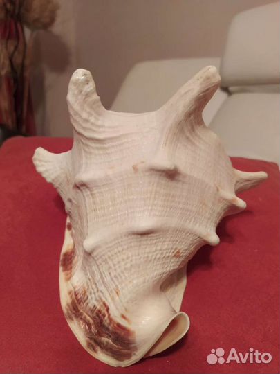 Морские ракушки