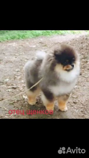 Вязка,померанский шпиц