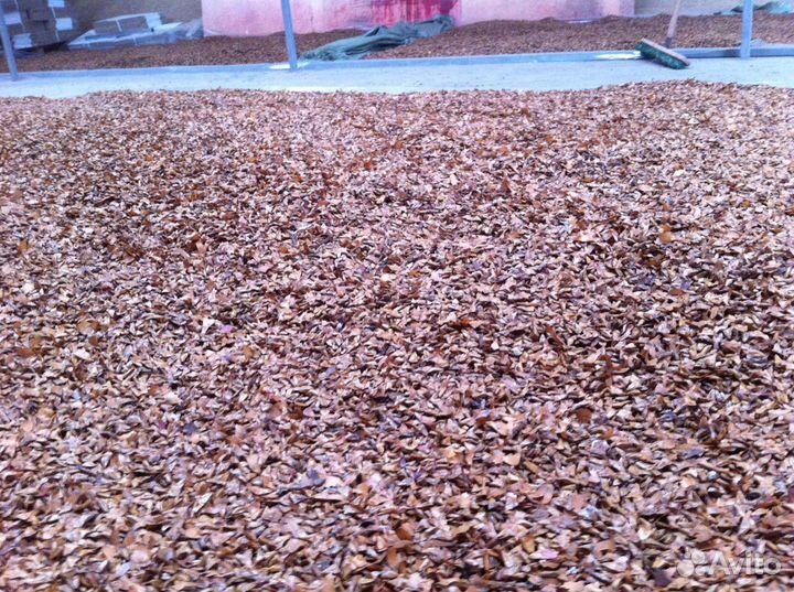 Семена пихты нордмана (кавказской)