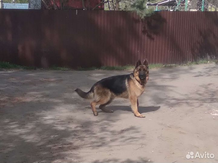 Немецкая овчарка вязка