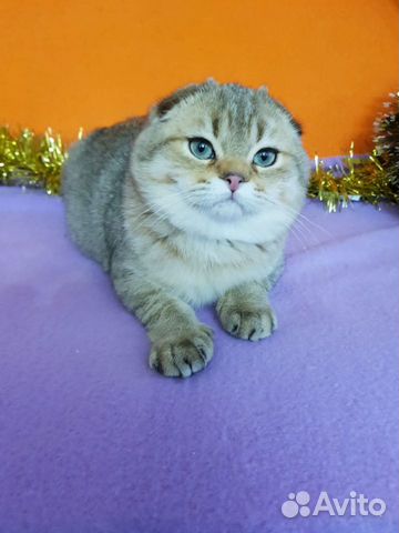 Плюшевый золотой бомбический котик объявление продам