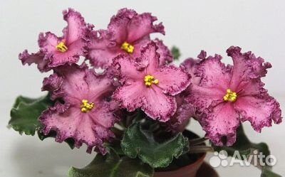 Фиалки-набор №7 и №8