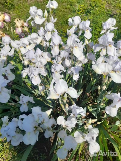 Ирисы белые