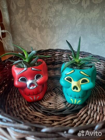 Хавортия, ахризон