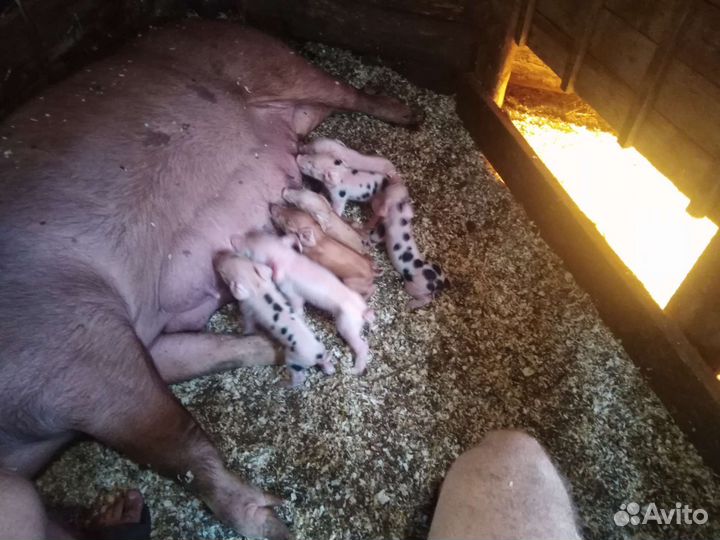 Поросята привезу