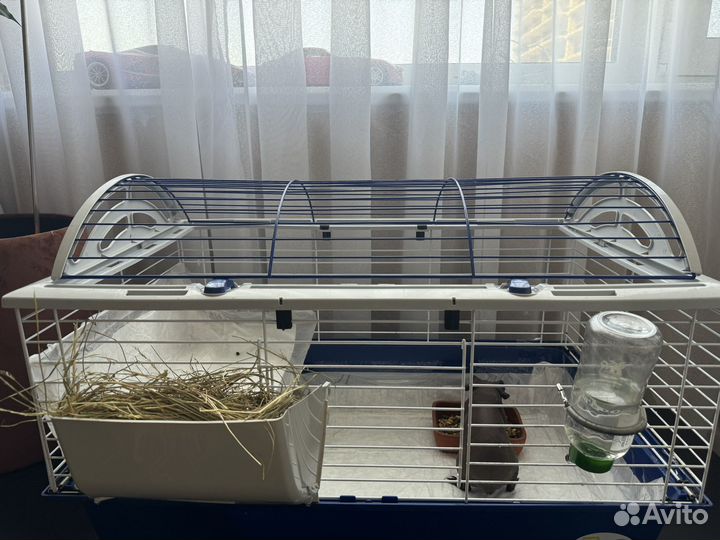 Морская свинка скини