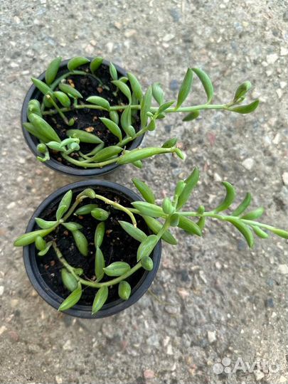 Крестовник