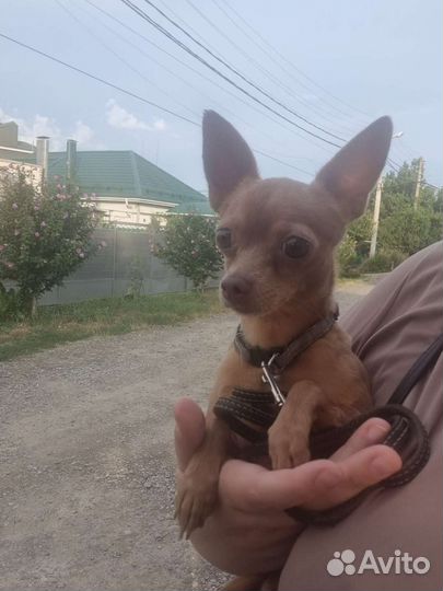 Русский той-терьер вязка