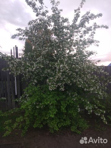 Кустарники многолетние