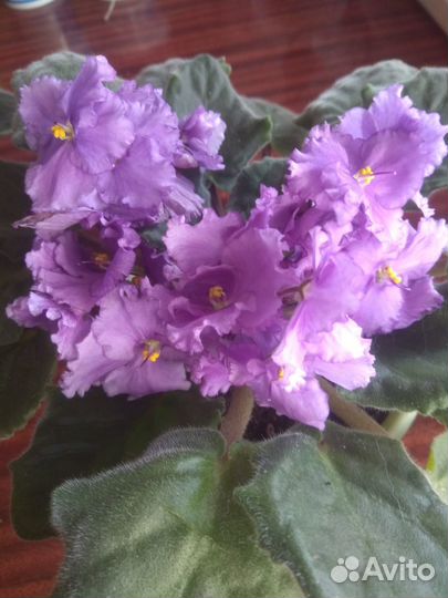 Фиалки сортовые