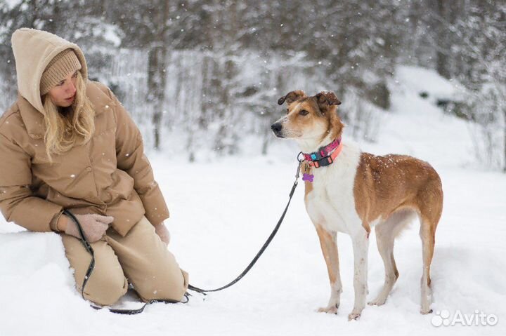 Собака девочка