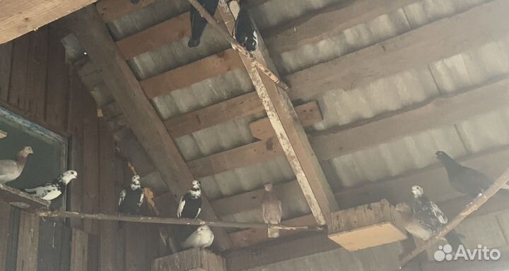 Продам бойных голубей