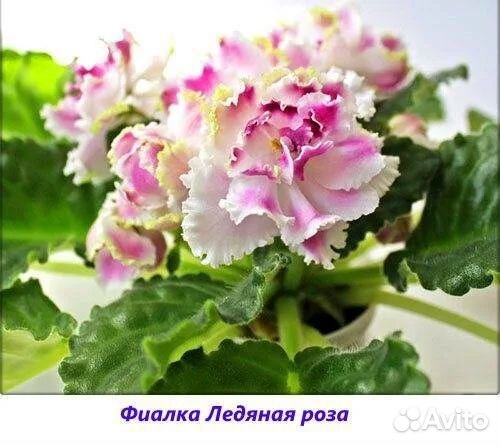 Фиалки набор №2 укоренённых листов 7 разных сортов