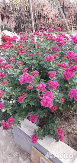 Мультифлора и хризантема