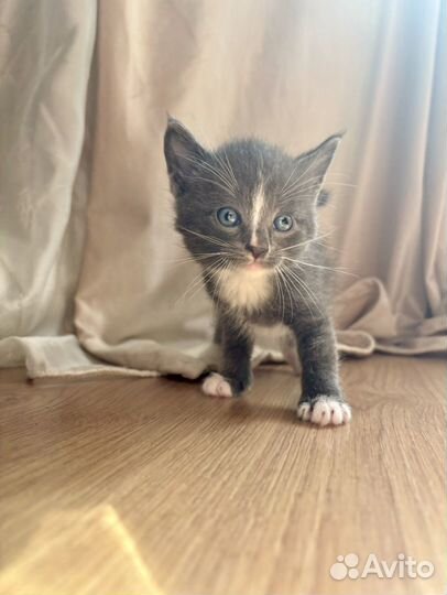 Котятки в любящие руки