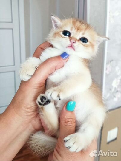 Золотые малышики