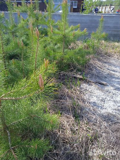 Сосна саженцы