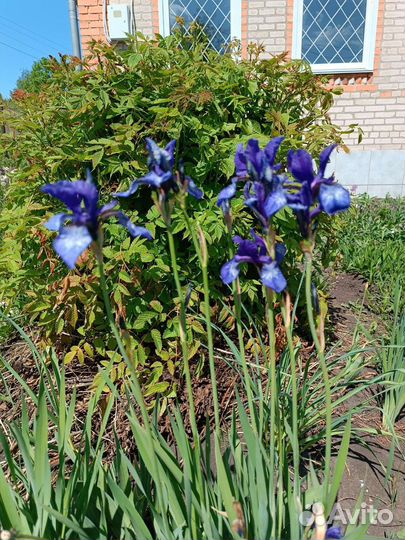 Ирис сибирский