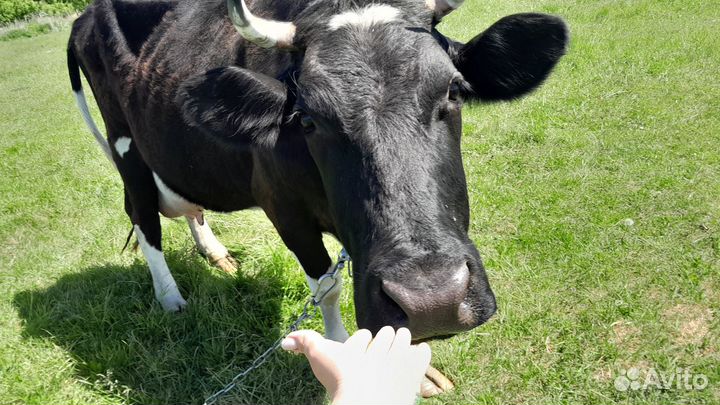 Корова дойная и тёлочка отпоенная