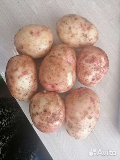 Продам картофель