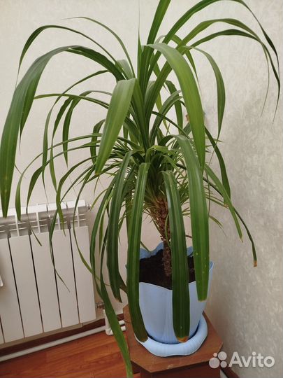 Домашний цветок