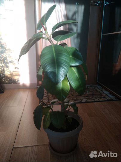 Фикус каучуконосный