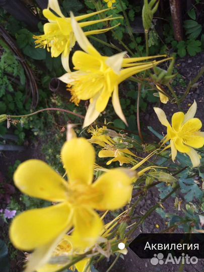 Многолетник Аквилегия