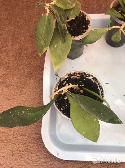 Хойи набор чернков 5 штук