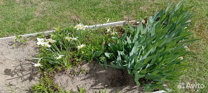 Цветы для дачи и сада