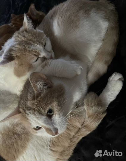 Отдам кота в добрые руки