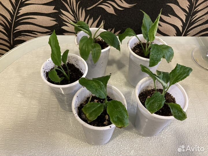 Спатифиллум /женское счастье