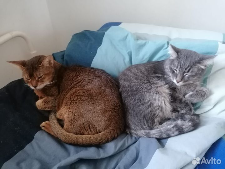 Кот ищет дом