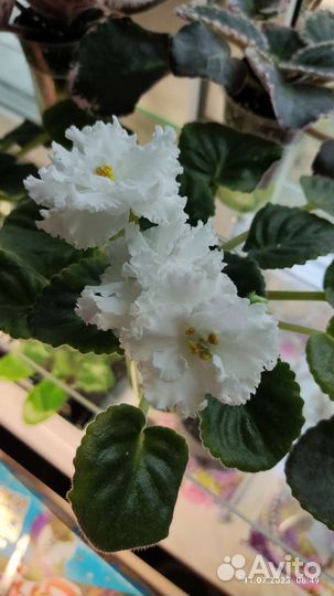 Фиалка рс-Балерина