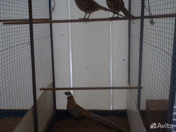 Фазаны-много видов-золотые,серебряные,королевские