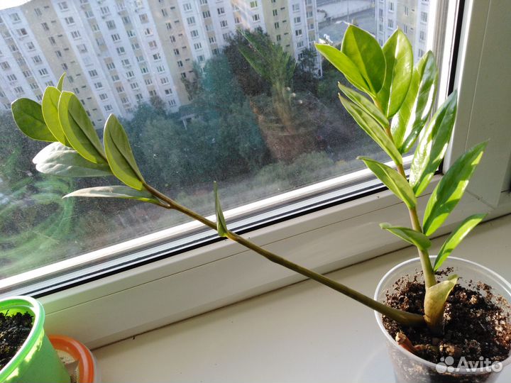 Комнатные растения