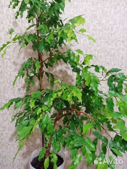 Фикусы сортовые