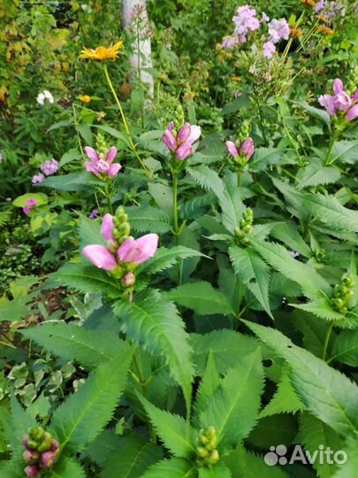 Многолетние цветы для дачи,сада