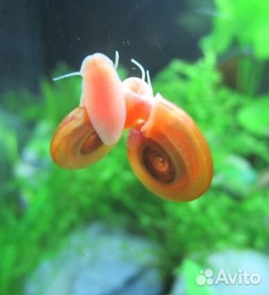 Корм для черепах,цихлид