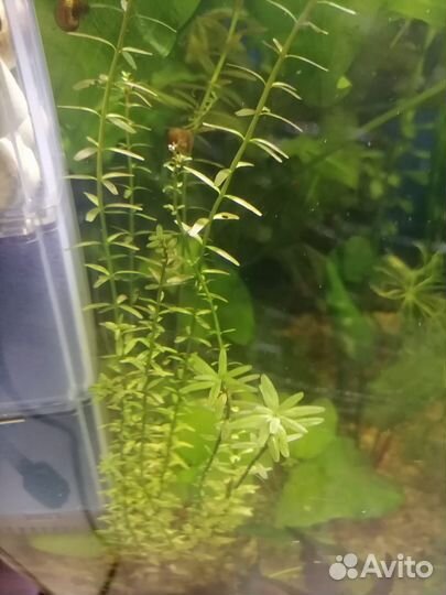 Набор аквариумных растений