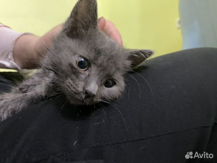 Котенок девочка