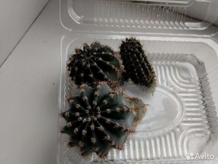 Кактус цветущий