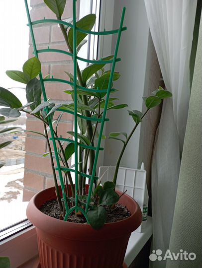 Замиокулькас Комнатные растения цветы