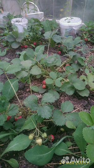 Клубника ремонтантная 2 раза в год плодит